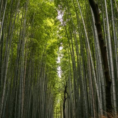 小米魂之轨迹手游下载